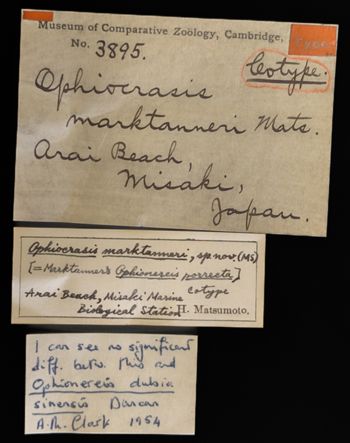 Media type: image;   Invertebrate Zoology OPH-3895 Description: Labels for this specimen included in the specimen tray.;  Aspect: labels